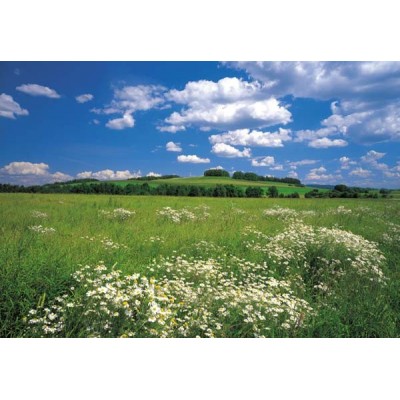 MEADOW