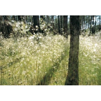 SPARKLING LIGHT SPARKLING LIGHT