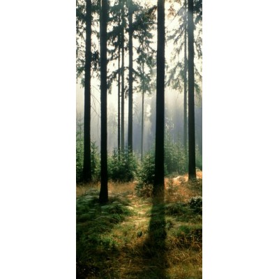 Fotomural FOREST IN THE MORNING 97599