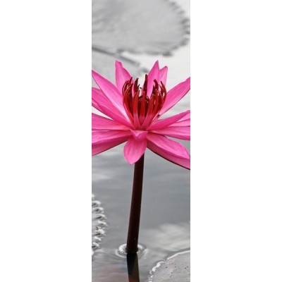 Fotomural frigorifico N034 2