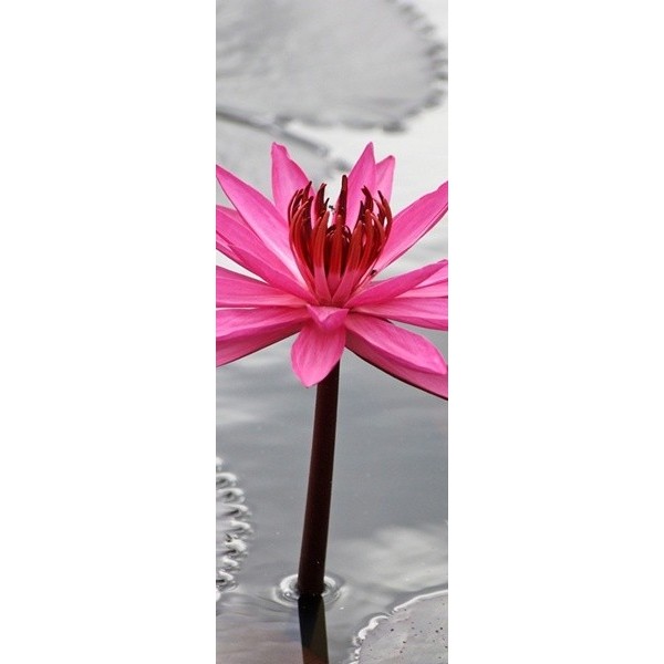 Fotomural Nevera N034 Fotomural Nevera N034