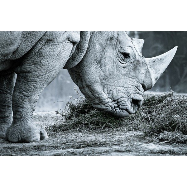 Fotomural Rinoceronte FAN003