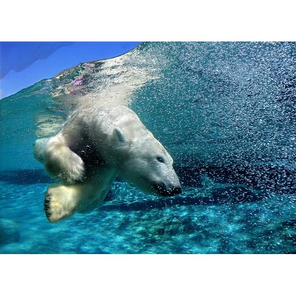 Fotomural Urso Polar FAN009