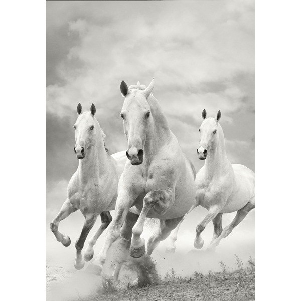 Fotomural Cavalos FAN011