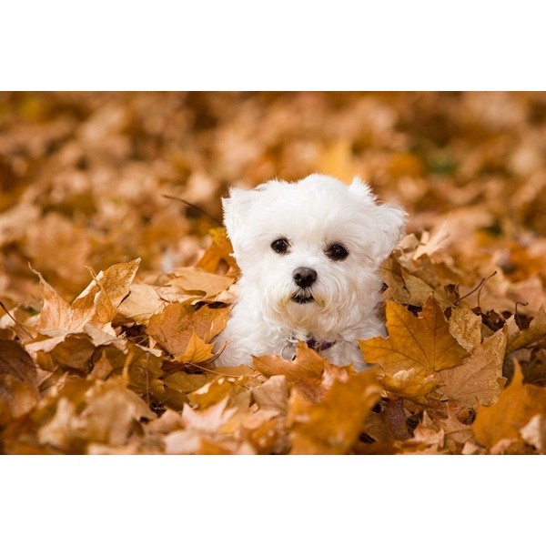 Fotomural Cãozinho FAN021