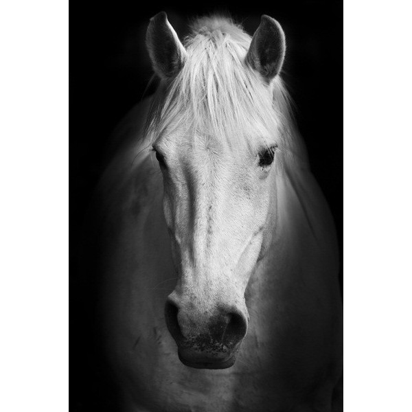 Fotomural Cavalo FAN022