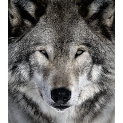 Fotomural Lobo FAN023