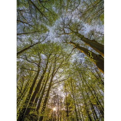 Fotomural CANOPY