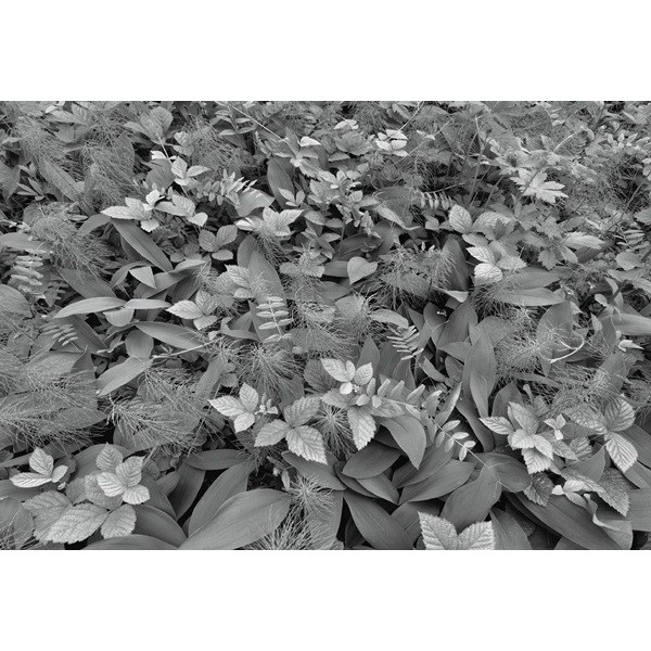 Fotomural FOREST FLOOR