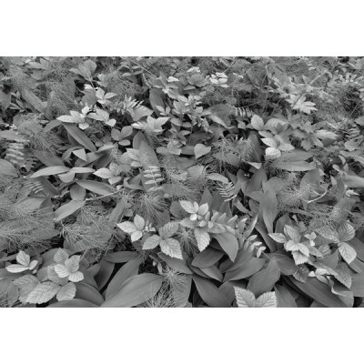 Fotomural FOREST FLOOR