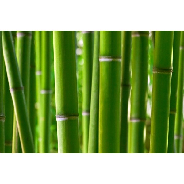 Fotomural Bambu