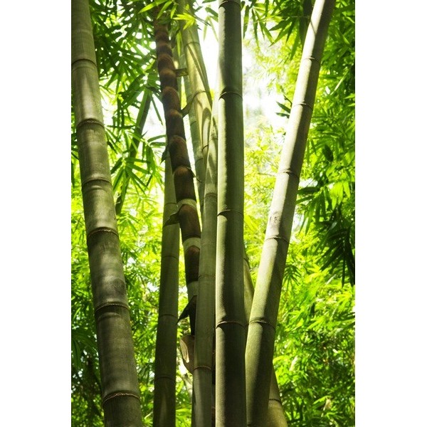 Fotomural Floresta de bambu FNA005