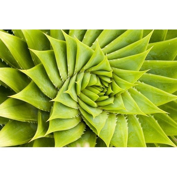 Fotomural Cactus em Simetria FNA009
