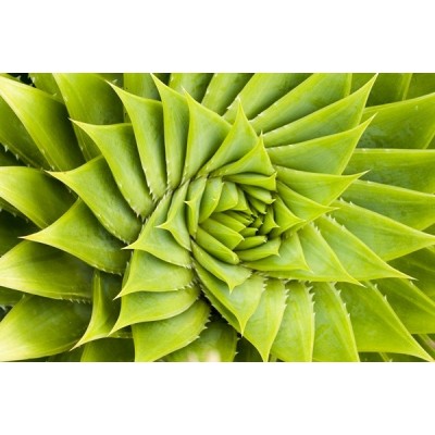 Fotomural Cactus en Simetria FNA009