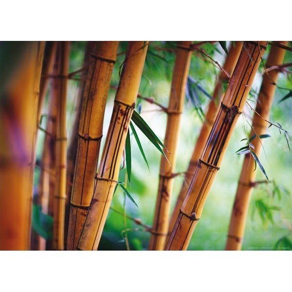 Fotomural BAMBOO