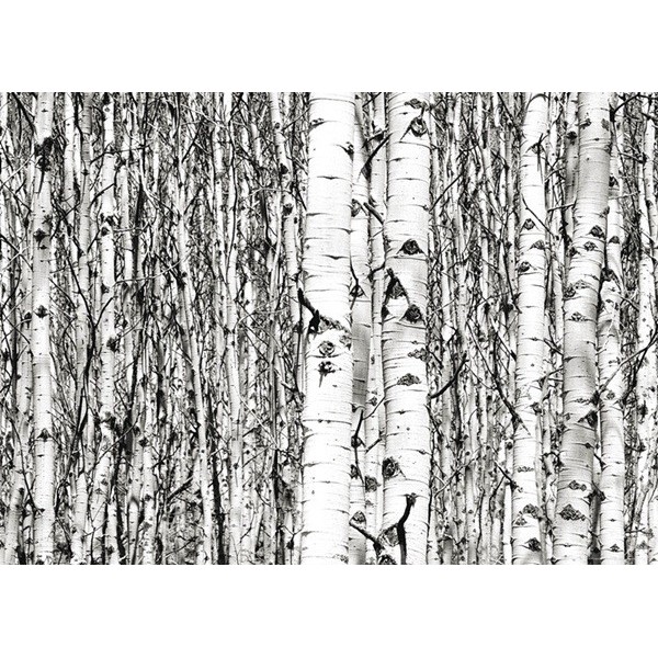 Fotomural BIRCHES