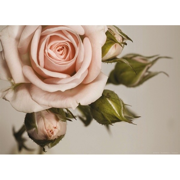 Fotomural PINK ROSE