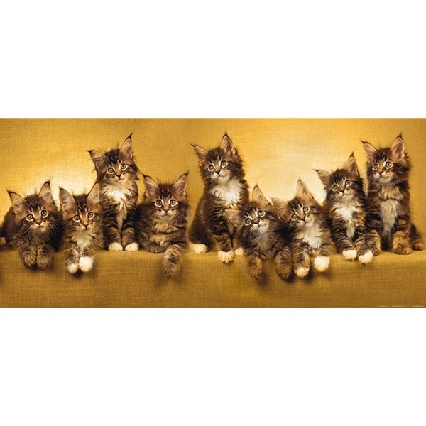 Fotomural CATS