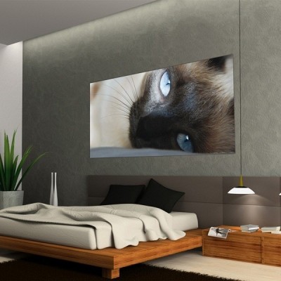 Fotomural CAT Fotomural CAT