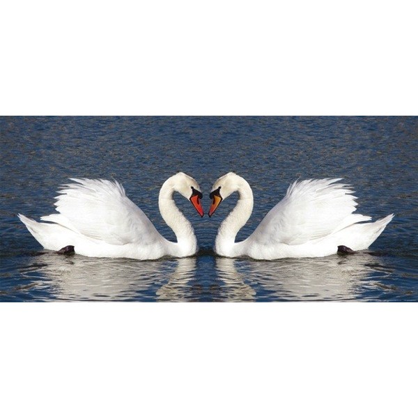 Fotomural SWANS