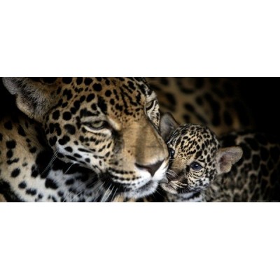 Fotomural LEOPARDS