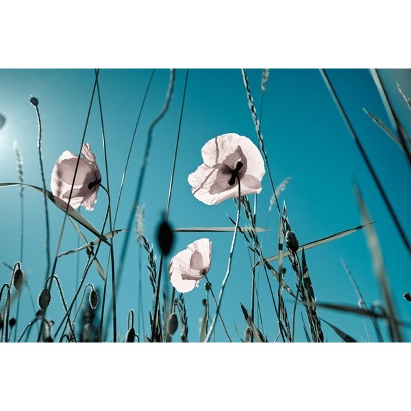 Fotomural Amapolas Blancas FFL002