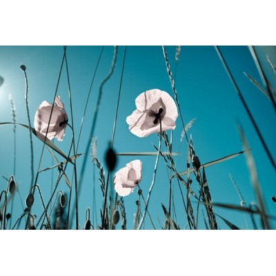Fotomural Amapolas Blancas FFL002