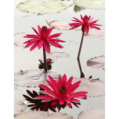 Fotomural lava-louças L003 2