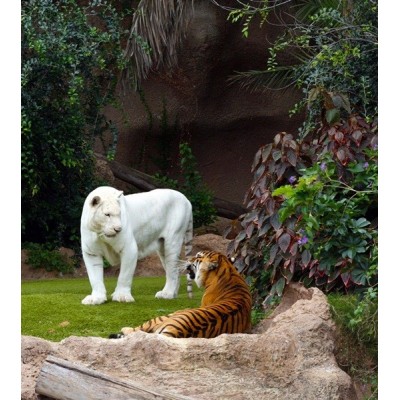 Fotomural WHITE TIGER FTL-1625 Fotomural WHITE TIGER FTL-1625