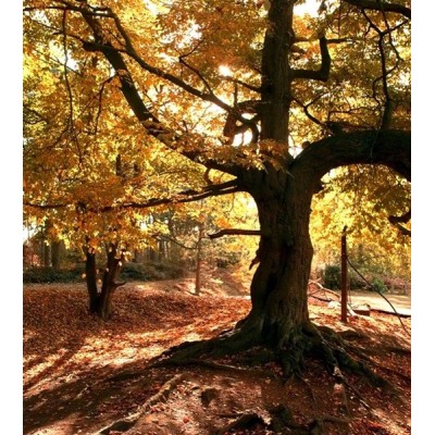 Fotomural AUTUMN FTL-1611 Fotomural AUTUMN FTL-1611