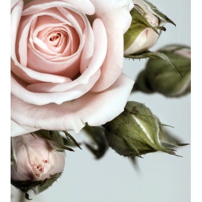 Fotomural ROSE FTL-1606 Fotomural ROSE FTL-1606