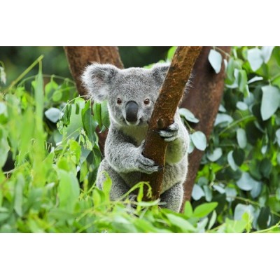 Fotomural Coala FAN027