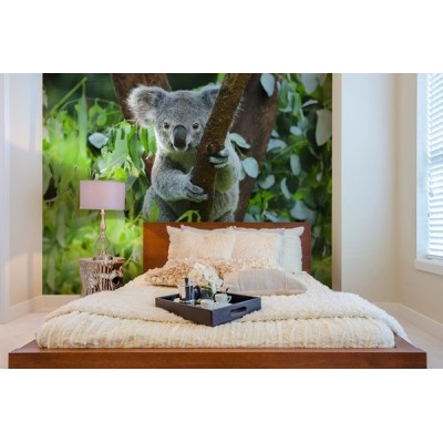 Fotomural Coala FAN027