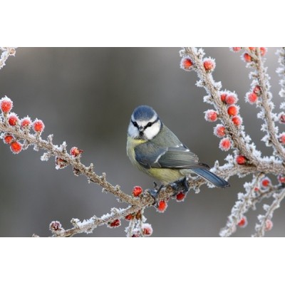 Fotomural Pájaro FAN028