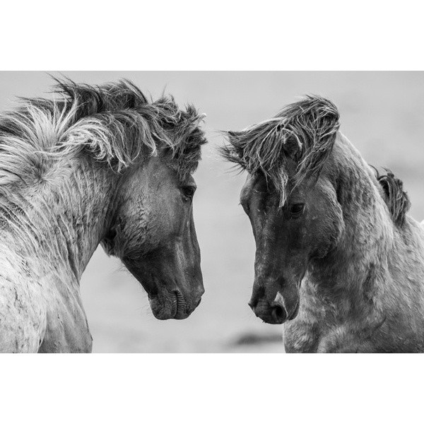 Fotomural Caballo FAN030