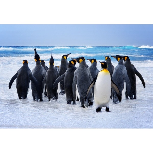 Fotomural Pinguins FAN033
