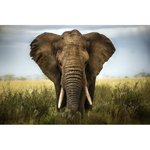 Fotomural Elefante FAN034