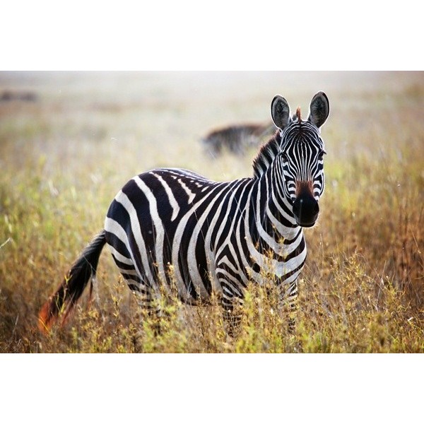 Fotomural Zebra FAN036