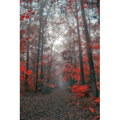 Fotomural Trilha da Floresta FPR027