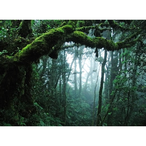 Fotomural Bosque Tropical FPR028