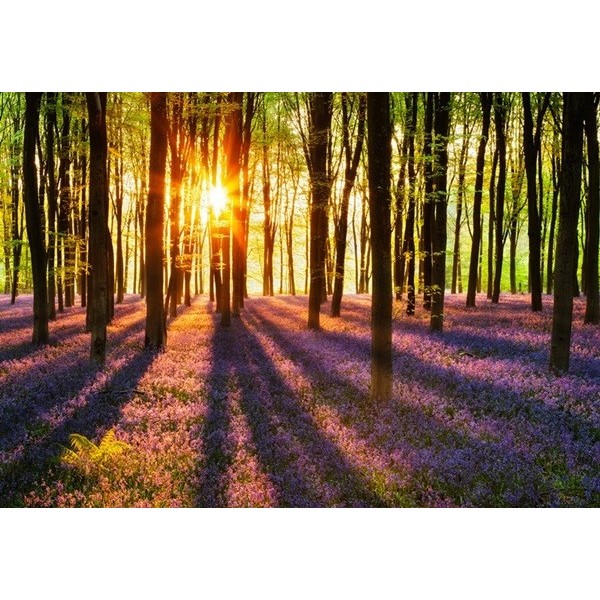 Fotomural WOODLAND AT DAWN