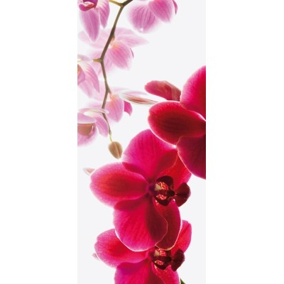 Fotomural D3P ORCHID 001