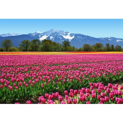 Fotomural TULIPS Fotomural TULIPS