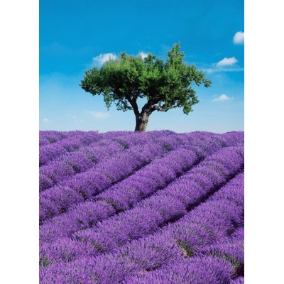 Fotomural PROVENCE