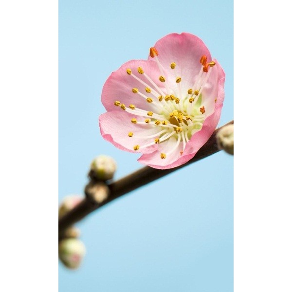 Fotomural PEACH BLOSSOM