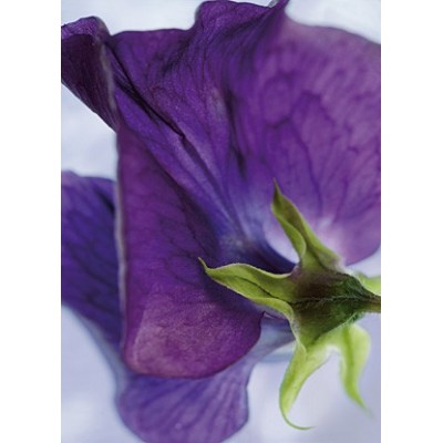 VIOLA
