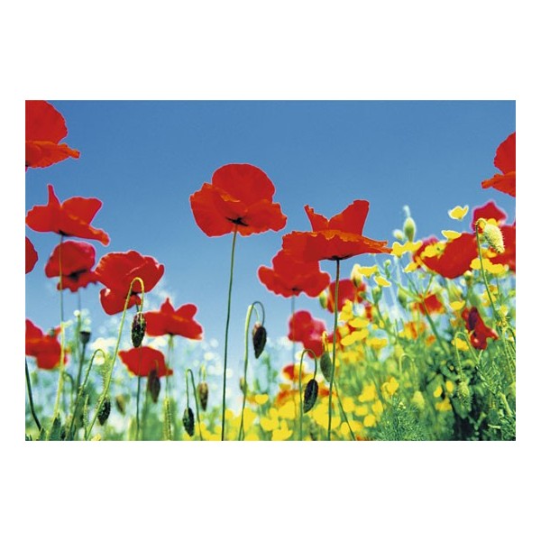 POPPY FIELD