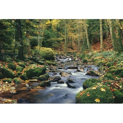 FOREST STREAM