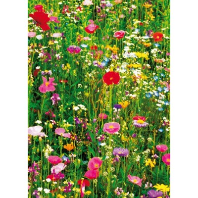 FLOWER FIELD