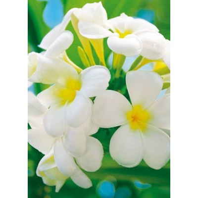 FRANGIPANI BLOSSOMS